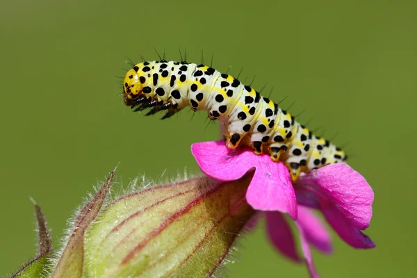 Shargacucullia Scrophulariae lagarta — Fotografia de Stock