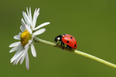 Uğur böceği (coccinellidae) papatya çiçek