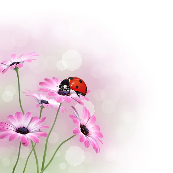 Ladybug on flowers design border with copy space — Stock Photo, Image