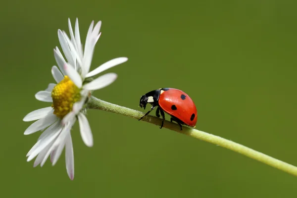Ladybug (coccinellidae) on daisy flower — Stock Photo, Image