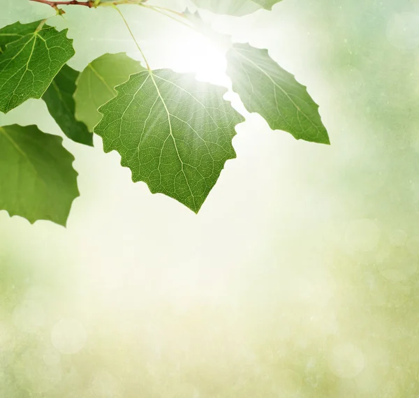 Frontiera foglie verdi — Foto Stock