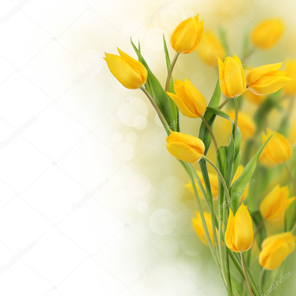 Tulip flowers design border Stock Photo by ©Pics4ads 8514038