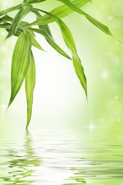 Lucky bamboo design background clipart