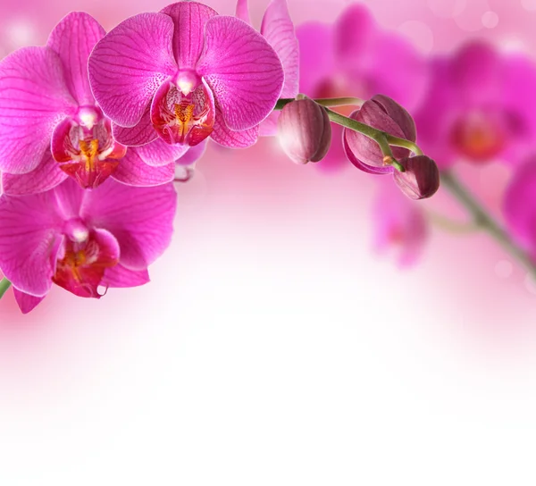 Орхидеи дизайн границы с копировальным пространством — стоковое фото