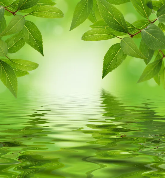 Gröna blad design bakgrund — Stockfoto