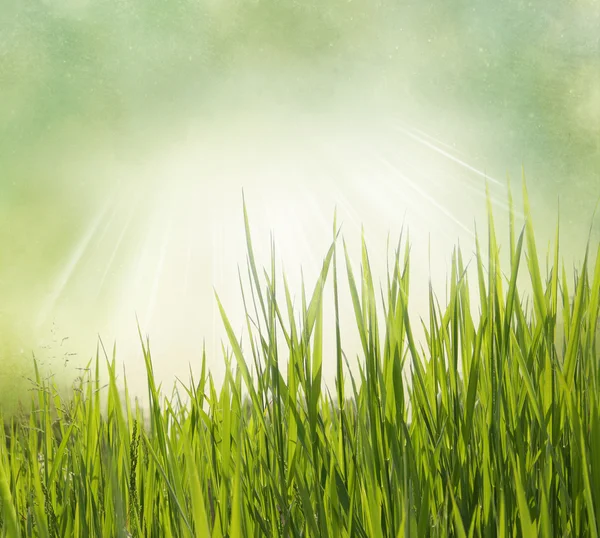 草の自然の背景。ビンテージ スタイル — ストック写真