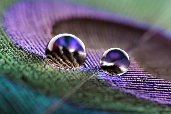 Water droplets on peacock feather — Stock Photo, Image