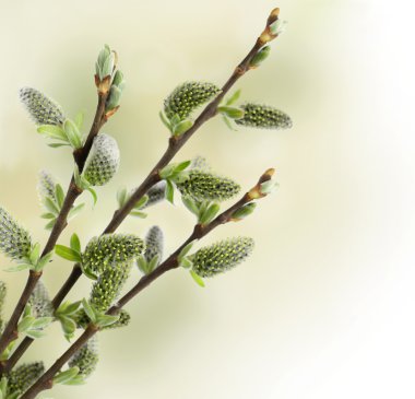 Pussy willow design border clipart