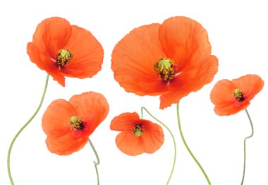 Poppies clipart