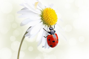 Ladybug on daisy flower design clipart