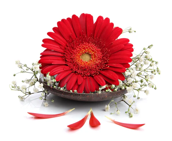 Gerbera flower on spa spoon — Stock Photo, Image