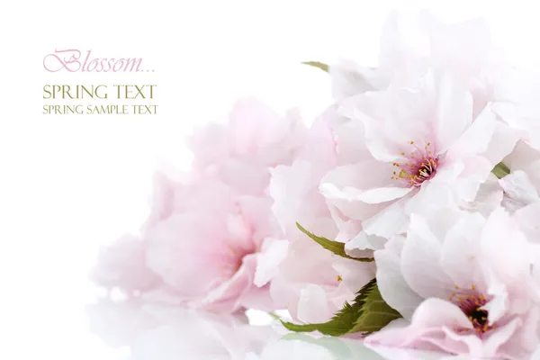 Cherry blossom border with copy space — Stock Photo, Image