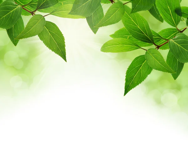 Borde de hojas verdes con espacio de copia — Foto de Stock