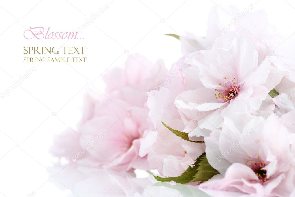 Cherry blossom border with copy space