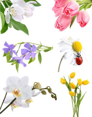 Flower collage clipart