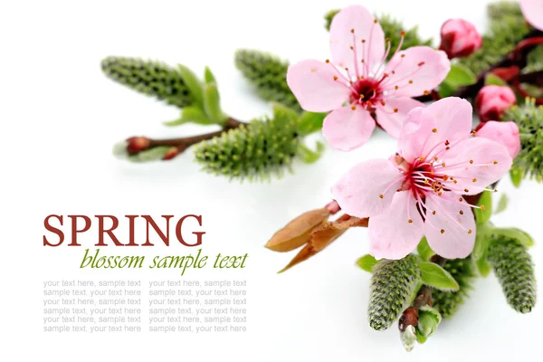 Flores de primavera y arreglo de sauce coño — Foto de Stock