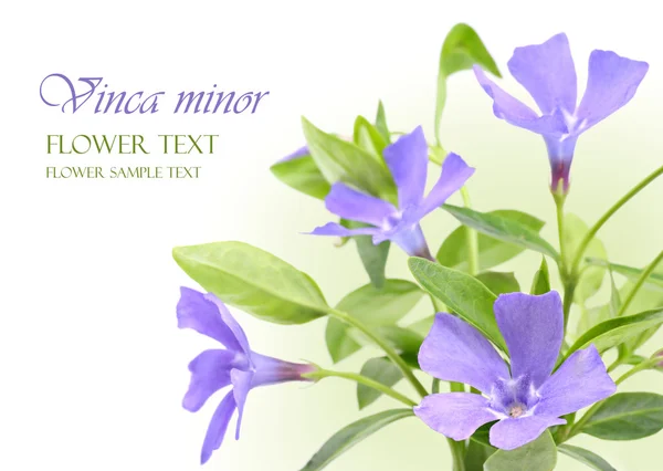 Vinca minor flowers design border — Stock Photo, Image