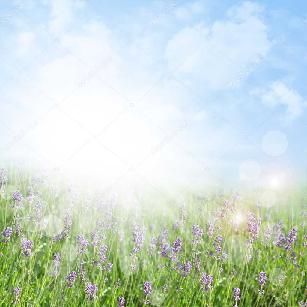 Abstract spring and summer background with lavender