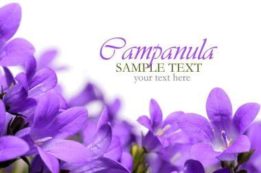 Campanula spring flowers border clipart