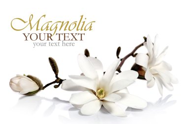 Magnolia flower border clipart