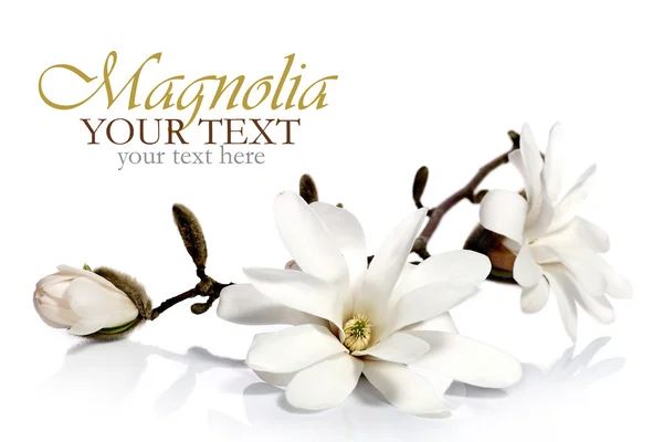 Magnolia σύνορα λουλουδιών — Φωτογραφία Αρχείου