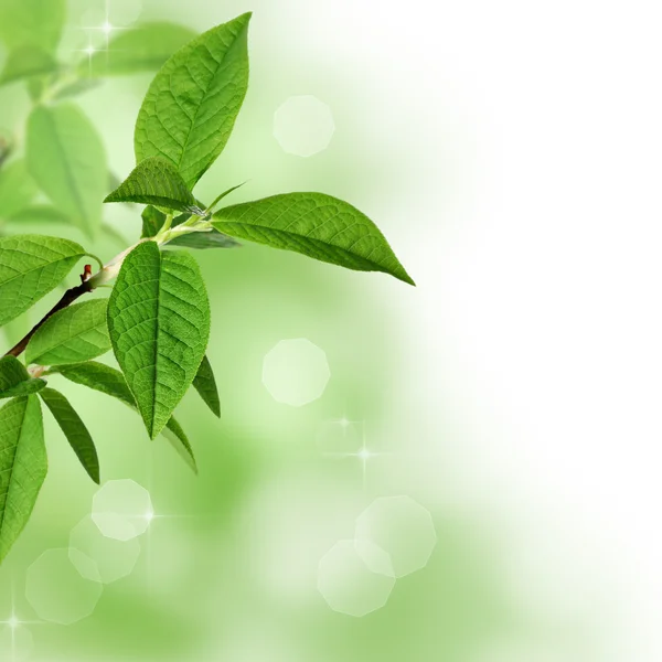 복사 공간 녹색 잎 테두리 스톡 이미지