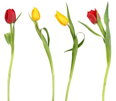 Elegant tulip flowers clipart