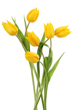 Yellow tulip flowers clipart
