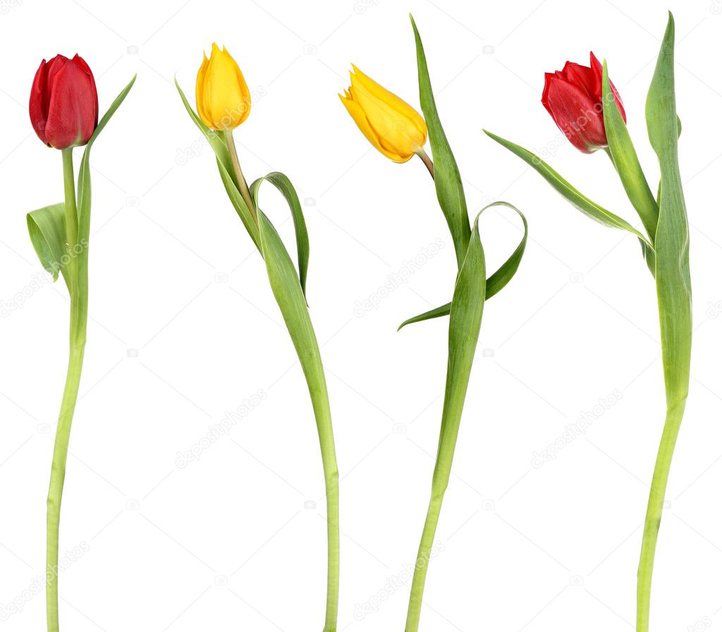 Elegant tulip flowers