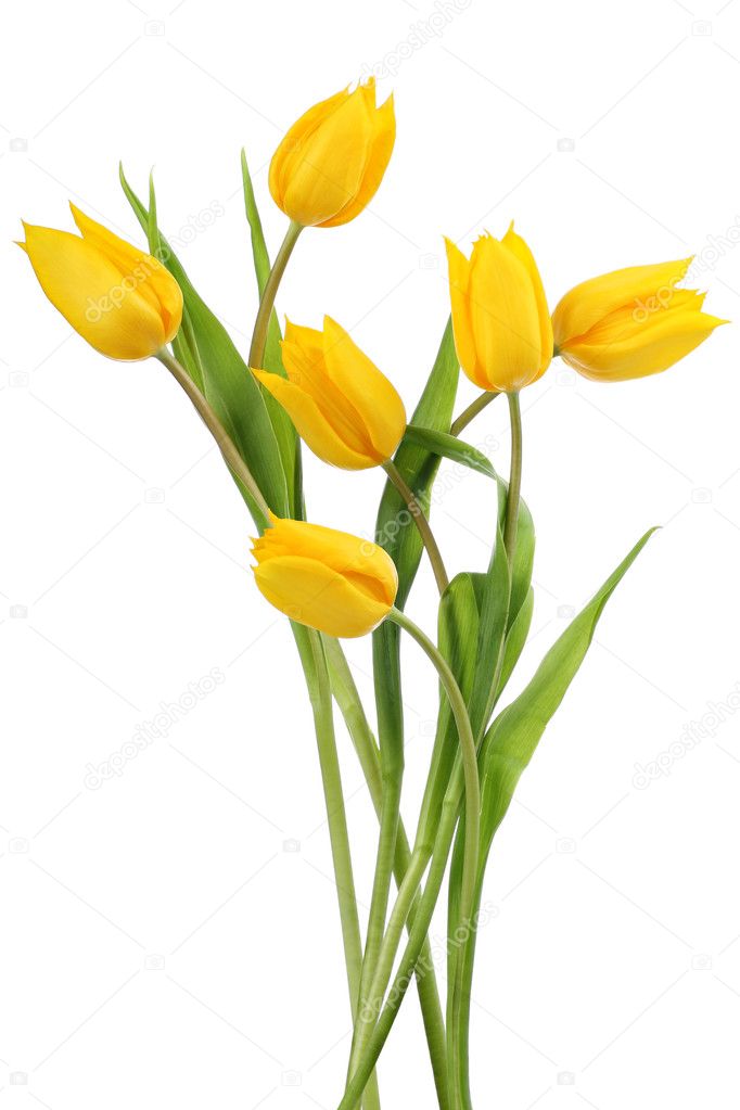 Yellow tulip flower Yellow tulip flowers — Stock Photo © Pics4ads