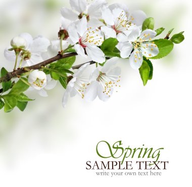Spring flowers design border background clipart