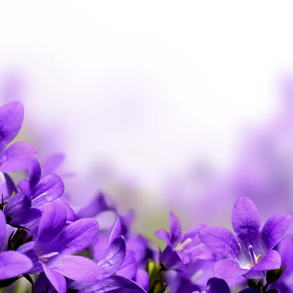 Campanula flores da primavera projeto borda fundo — Fotografia de Stock