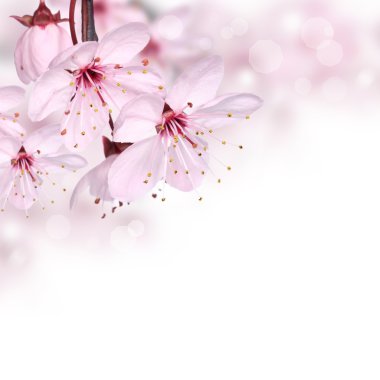 Pink spring flowers design border background clipart