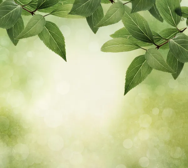 Gröna blad gränsar på grunge texturerat bakgrund — Stockfoto