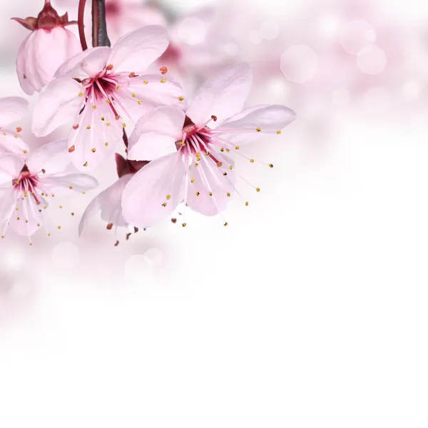 Pembe bahar çiçekleri sınır arka plan tasarımı — Stok fotoğraf