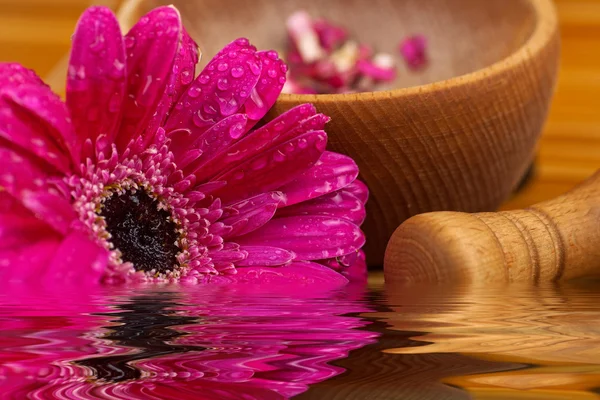 Květina gerber daisy a Malty dřevo, složení zen, zblízka — Stock fotografie