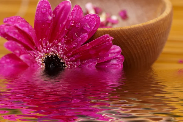 stock image Flower gerber daisy and mortar wood, composition zen, close up