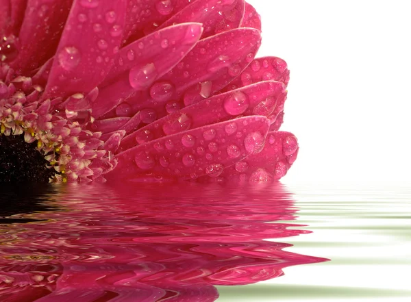 Närbild av rosa gerber daisy återspeglas i vattnet — Stockfoto