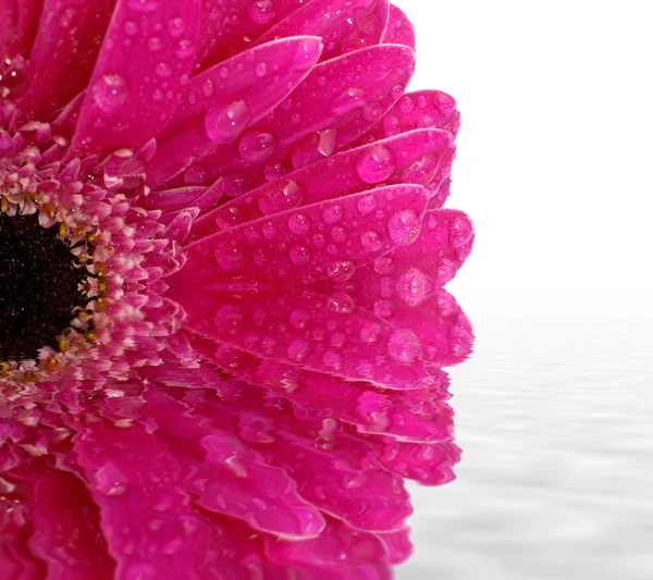 反映在水中的粉色非洲雏菊的特写 — 图库照片