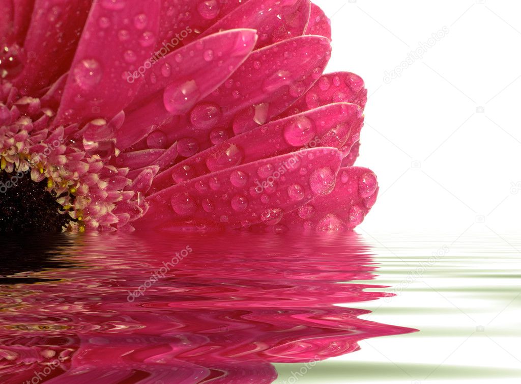 Closeup of pink gerber daisy reflected in the water