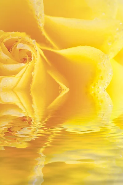 Macro bela rosa amarela com gotas de água refletidas na água — Fotografia de Stock