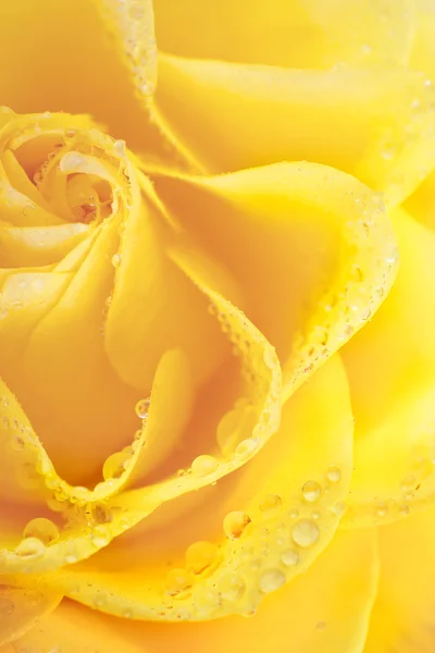 Stock image Beautiful yellow rose with water drops