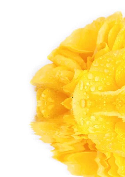 Макро красивая желтая роза с каплями воды, отраженными в воде — стоковое фото