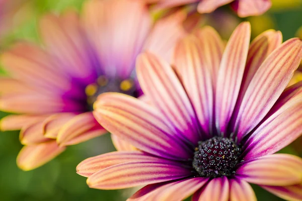 stock image Colorful Daisies