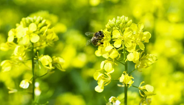 stock image Bee Macro