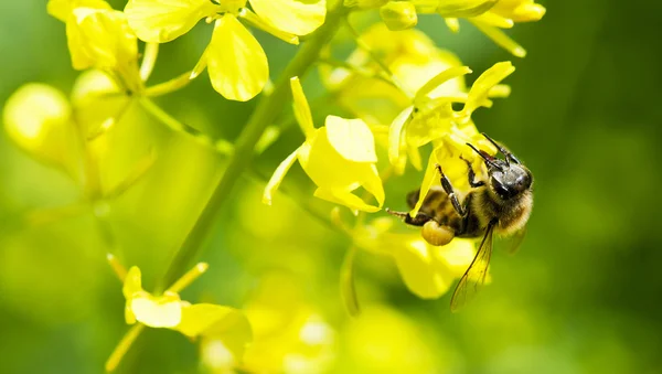 stock image Bee Close Up