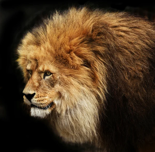 stock image Lion head