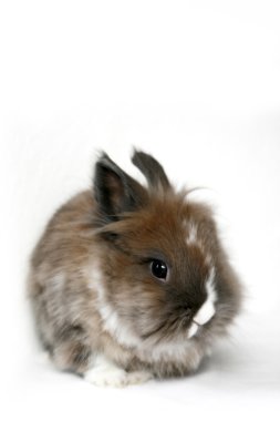 Fluffy bunny clipart