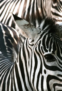 Zebra texture clipart