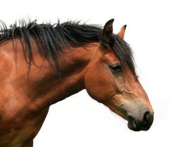 Horse torso clipart